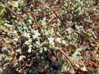 Flora-Silky Wilsonia [Wilsonia humilis] 2014-10-27 10 : Pt Lowly, South Australia, Spencer Gulf, Whyalla, Point Lowly, Eyre Peninsula, Flora, Wilsonia humilis, Silky Wilsonia, Flower, Convolvulaceae